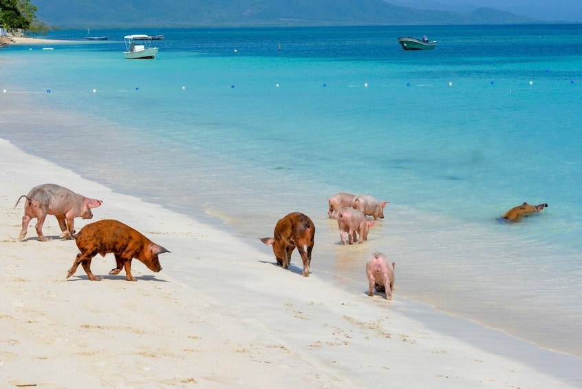 Paradise and Pigs