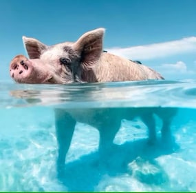 Paradise and Pigs