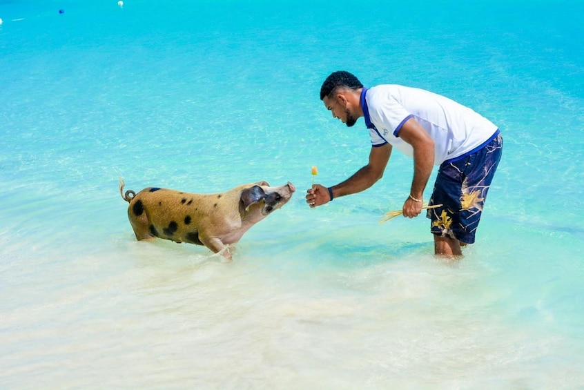 Paradise and Pigs