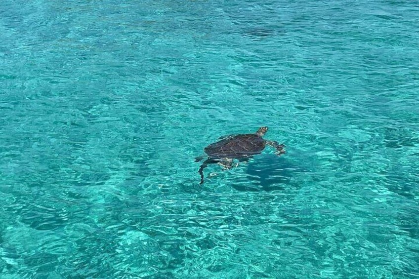 Private Eleuthera Swimming Pigs, Turtles and Pink Sand Beach