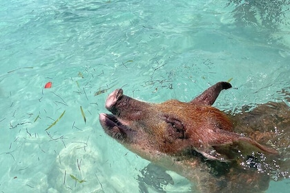 Private Pink Sand Beach Tour: Swim With Pigs, Turtles & Stingrays