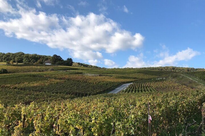 Skies and vines!