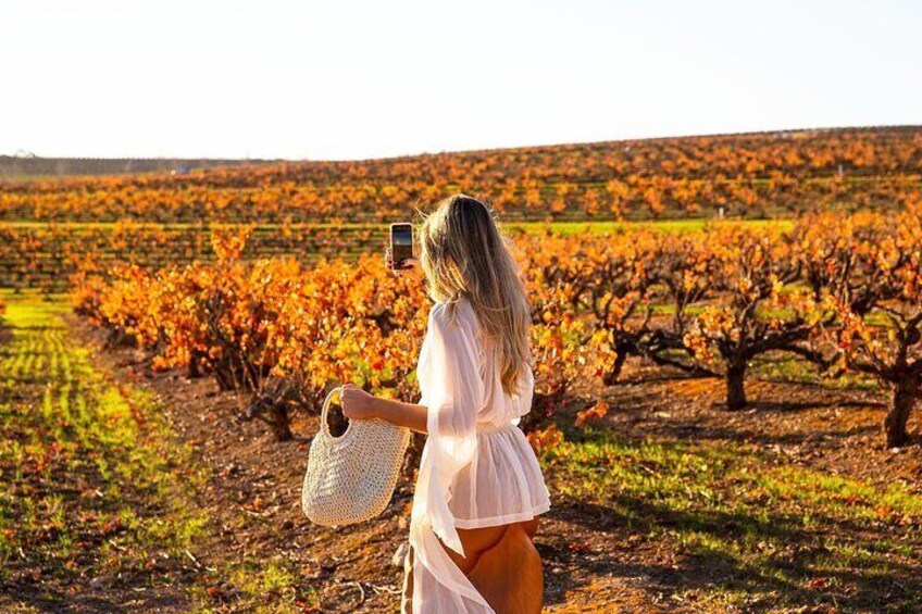 8 Hours Barossa Wine Tours Small Groups