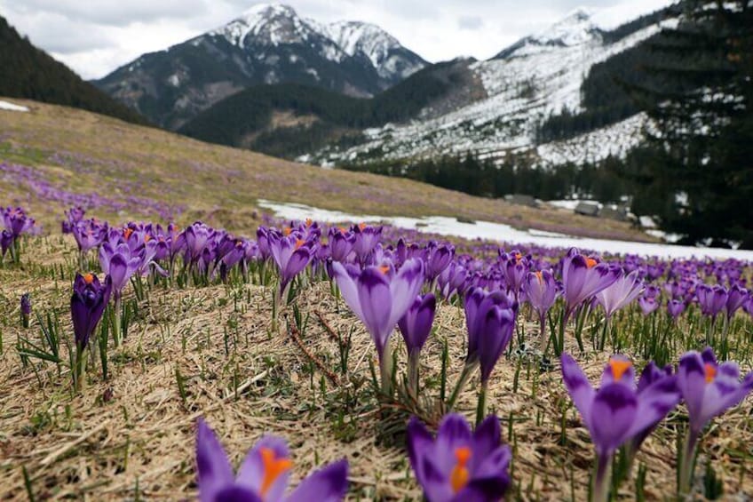 Private Zakopane and Thermal Pools Tour from Krakow