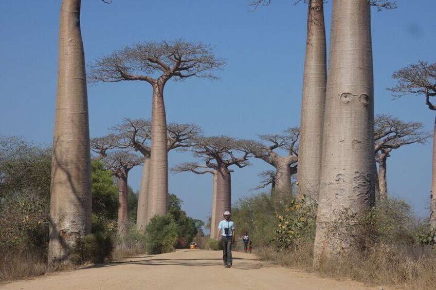 Tsingy-Baobab Avenue-Ranomafana-Andasibe