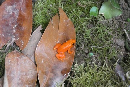 Tsingy-Baobab Avenue-Andasibe