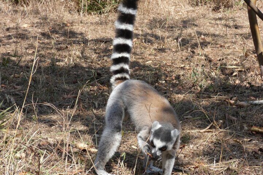 King Julian Lemurs park