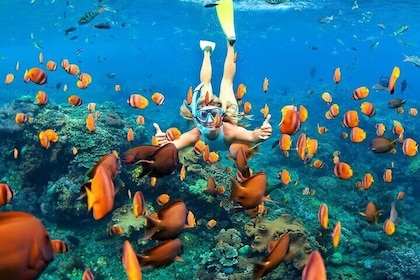 Excursión de un día a Tulum : Pirámides + Snorkel de arrecife & Natación en...