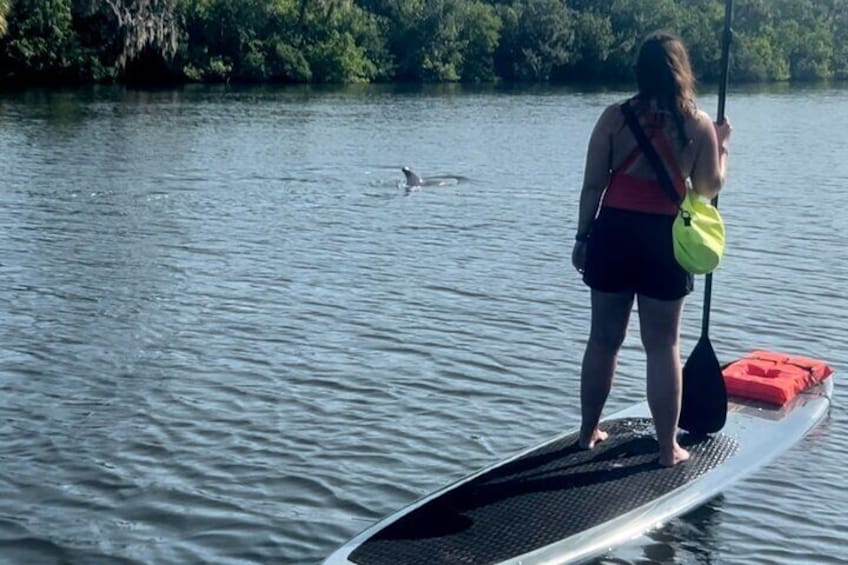 Another great day with tons of dolphins in Cocoa Beach!