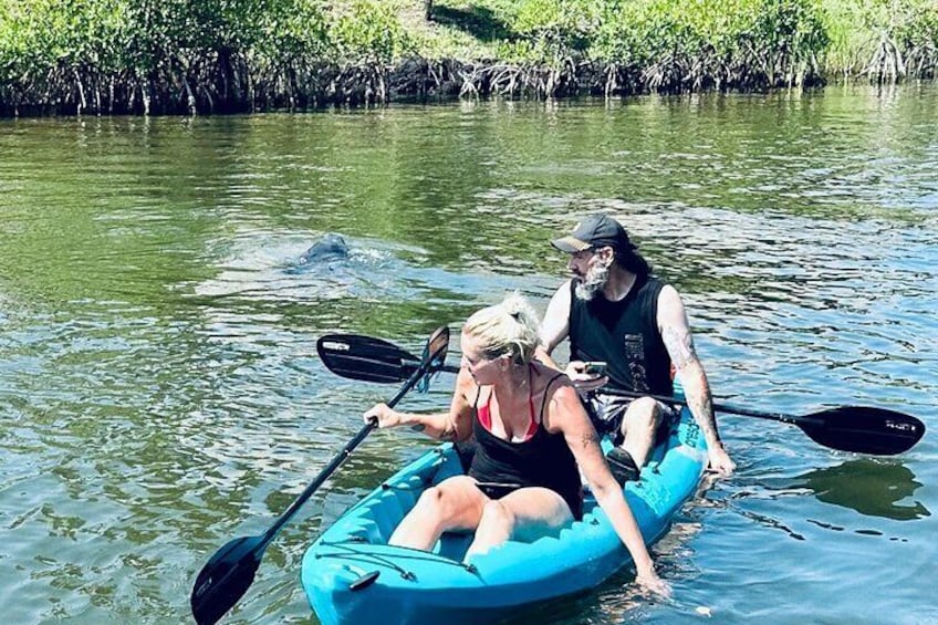 Another large manatee right behind these guest coming from Orlando.