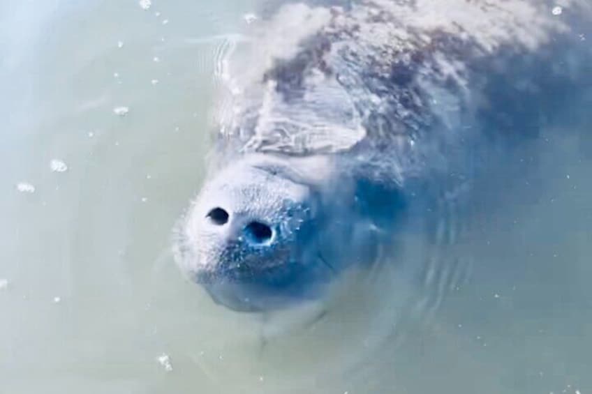 This is "Phillip" a local resident that we see almost every day at our tour in Cocoa Beach