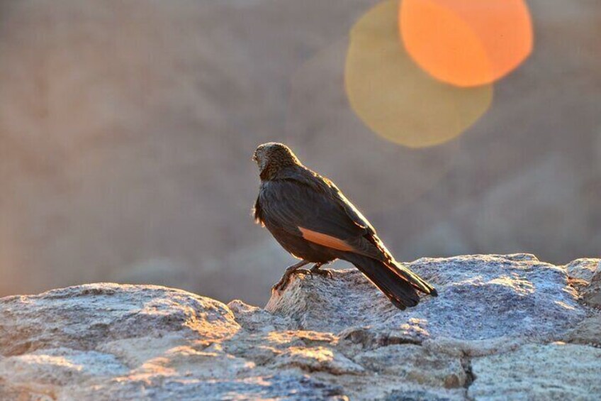 Moses Mount and St Catherine Monastery Tour from Sharm El Sheikh