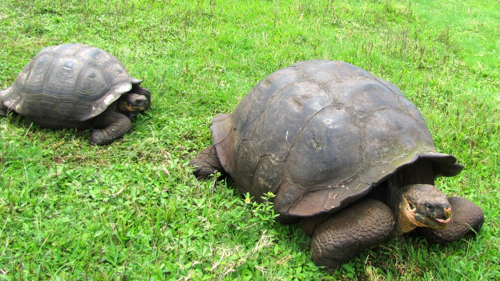 Tortoises in Galapagos Island