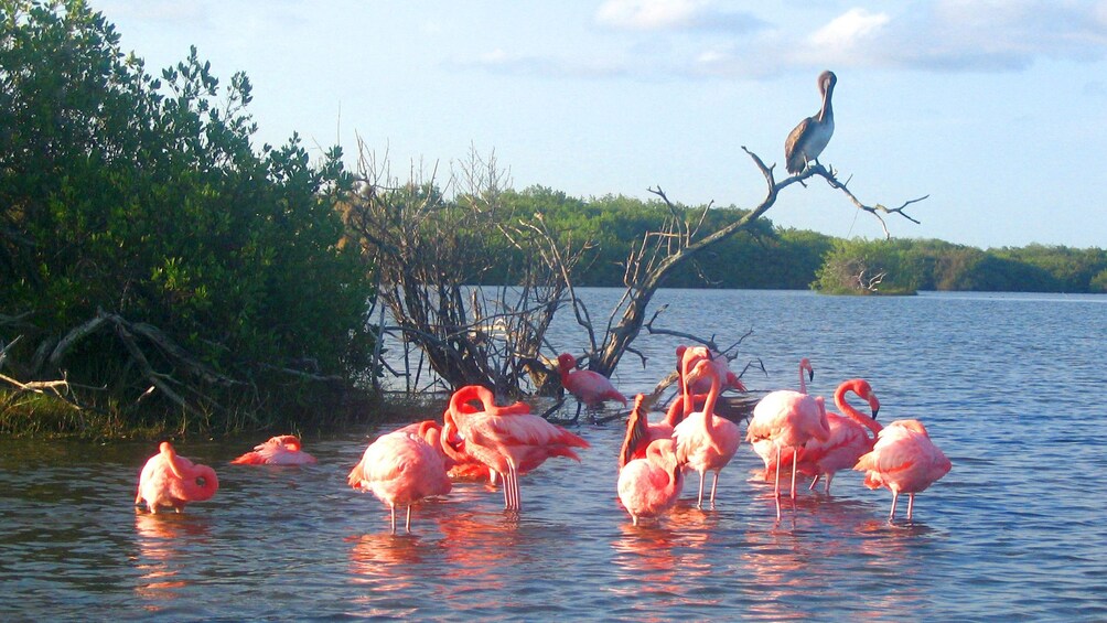 Flamingos in the water