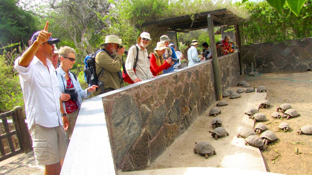 Tortoises in a pen in Galapagos