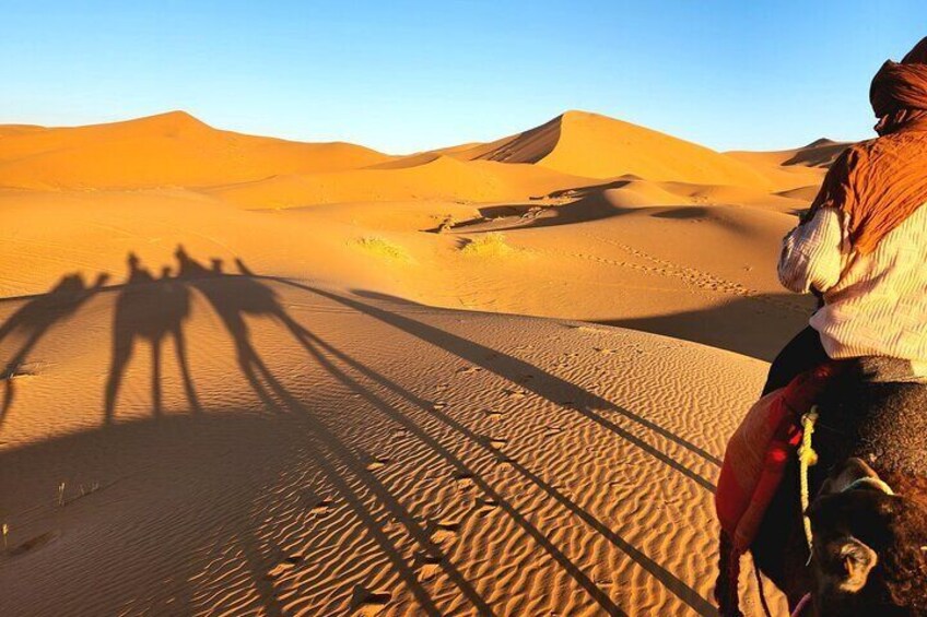 Ride a Camel through the Sahara desert