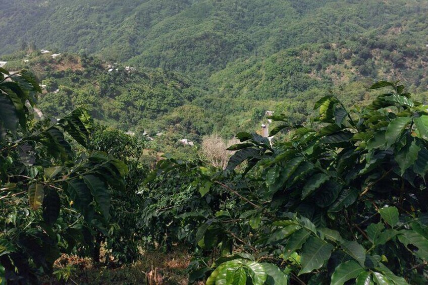 Bean to Cup: Embark on a Delicious Mountain Coffee Tour Adventure