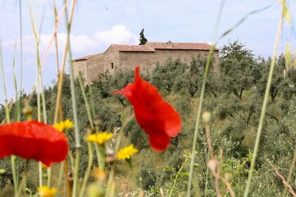 Vinci: Ingresso alla Casa Natale di Leonardo