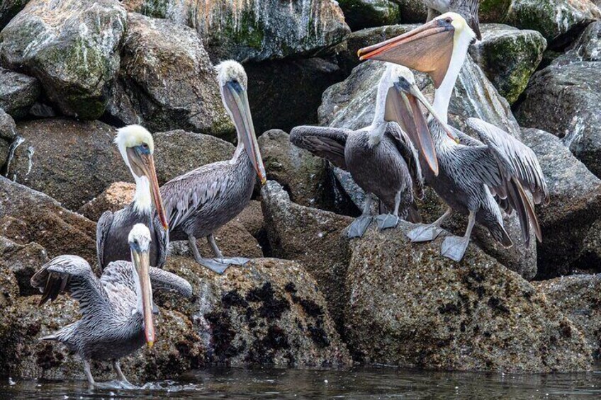 Thousands of pelicans inhabit the wetland, alongside hundreds of species of shorebirds.
