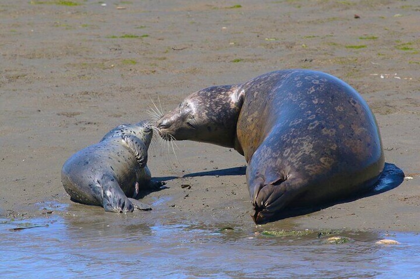 Harbor Seals have their pups in the Elkhorn Slough, and we also have many entertaining Sea Lions as well.