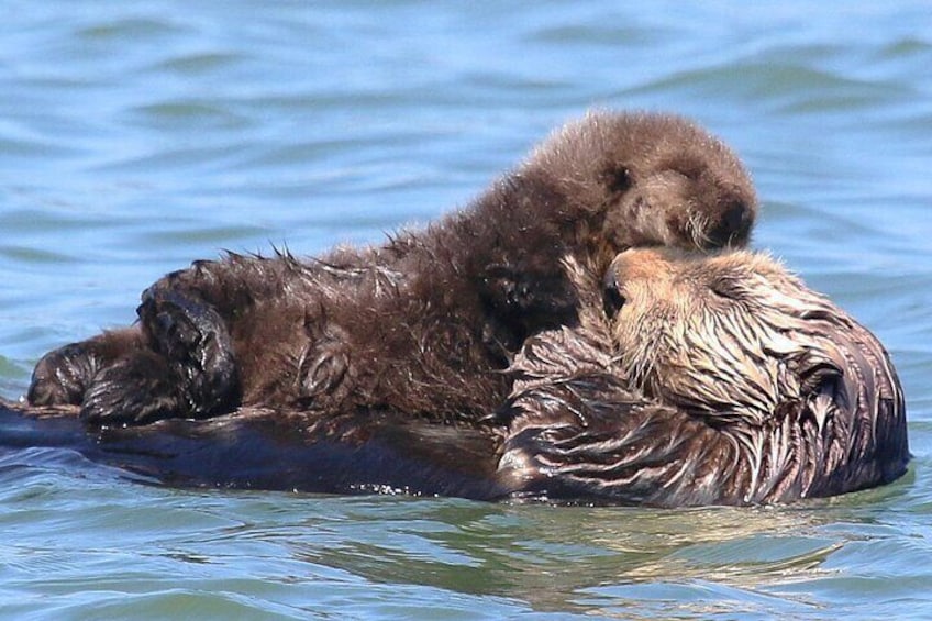 Sea Otter moms with newborn pups are seen year round in the Elkhorn Slough.