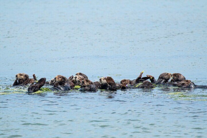 The Elkhorn Slough Has the largest population of Southern Sea Otters in the world!