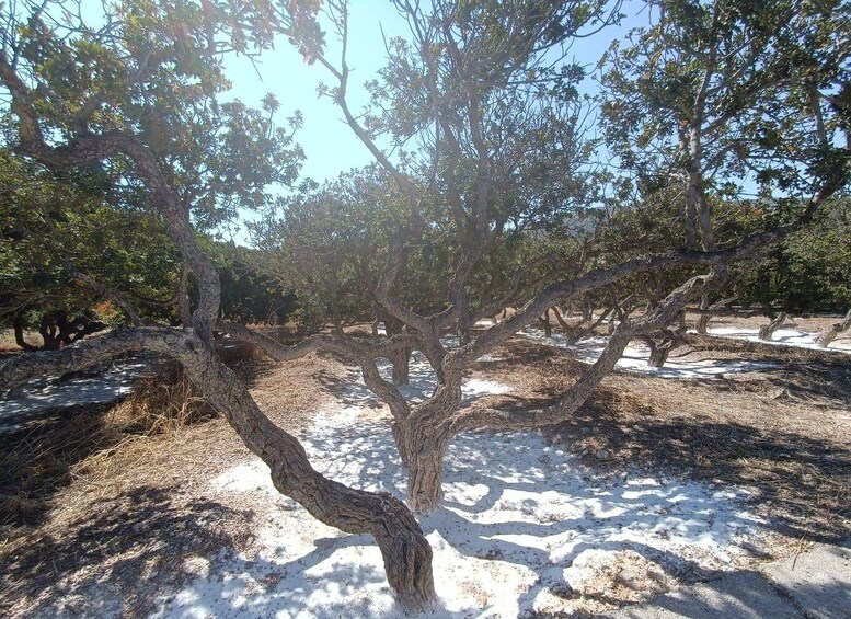 Picture 13 for Activity Chios: Half-Day Sightseeing Tour