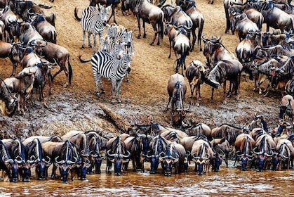 5 Day Private Guided Wildebeest Migration Tour