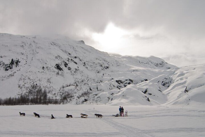 1.5 Hr - Winter Dog Sledding in Knik, Alaska