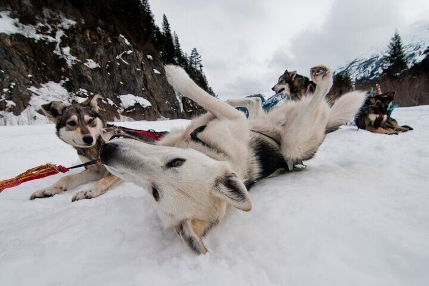 1.5 Hr - Winter Dog Sledding in Knik, Alaska