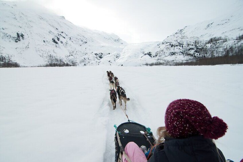 1.5 Hr - Winter Dog Sledding in Knik, Alaska