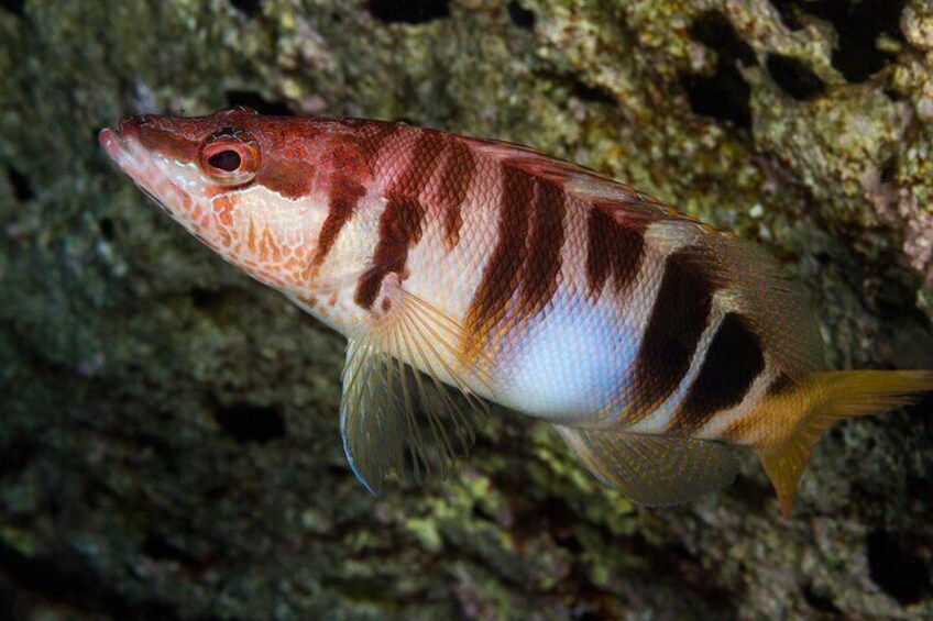 The curious fish is called "Painted Cumber". As big as your hand and always happy to see divers.