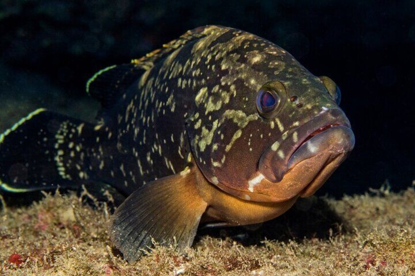 The "Dusky Grouper" is the true king of the Mediterranean.