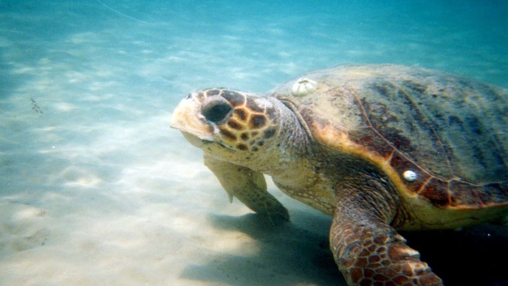 Sea turtle in the water in Ionian Islands