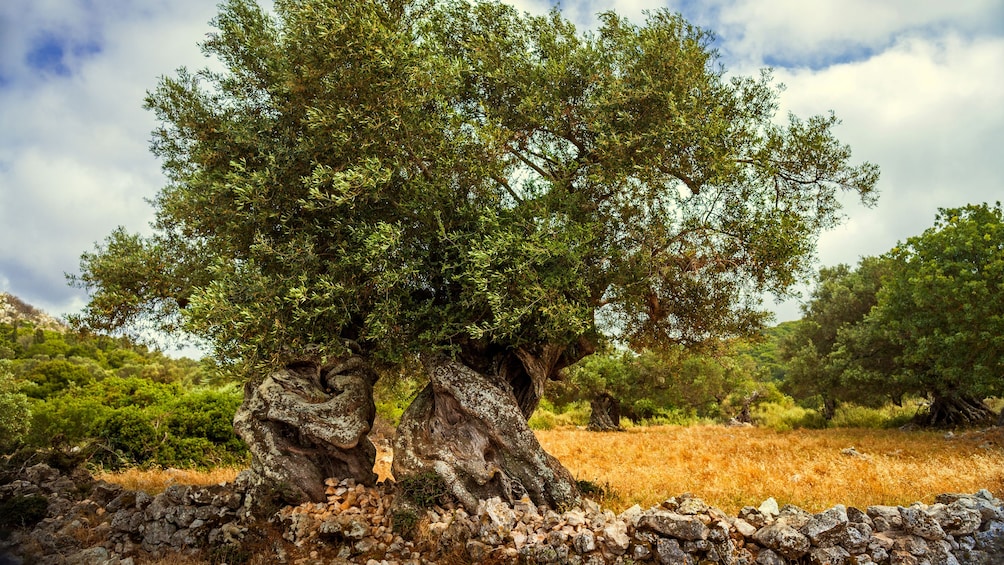 Tree in a field on Zakynthos Island