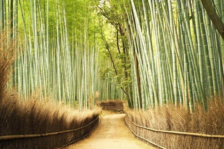 Bamboo Grove