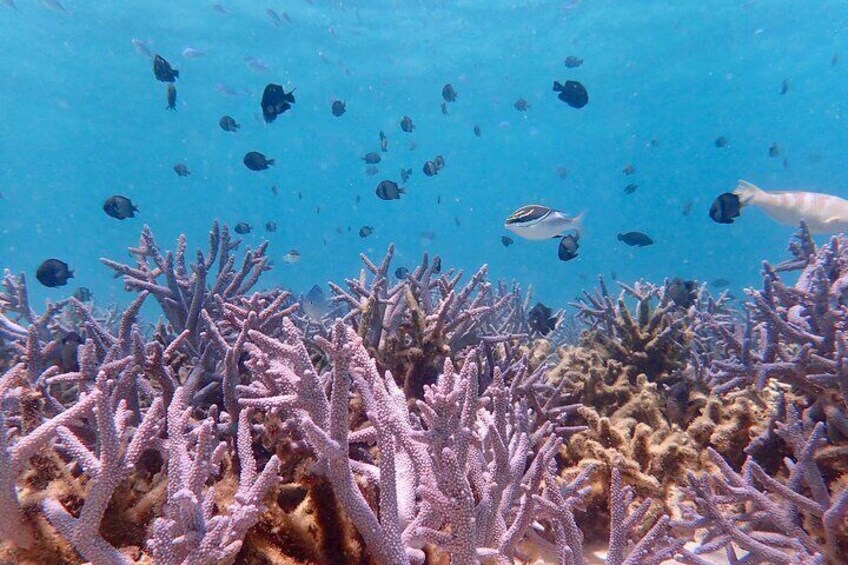 Ningaloo Reef Snorkel Adventure