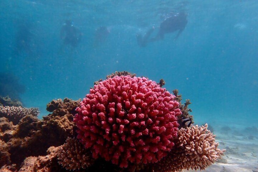 Ningaloo Reef Snorkel Adventure