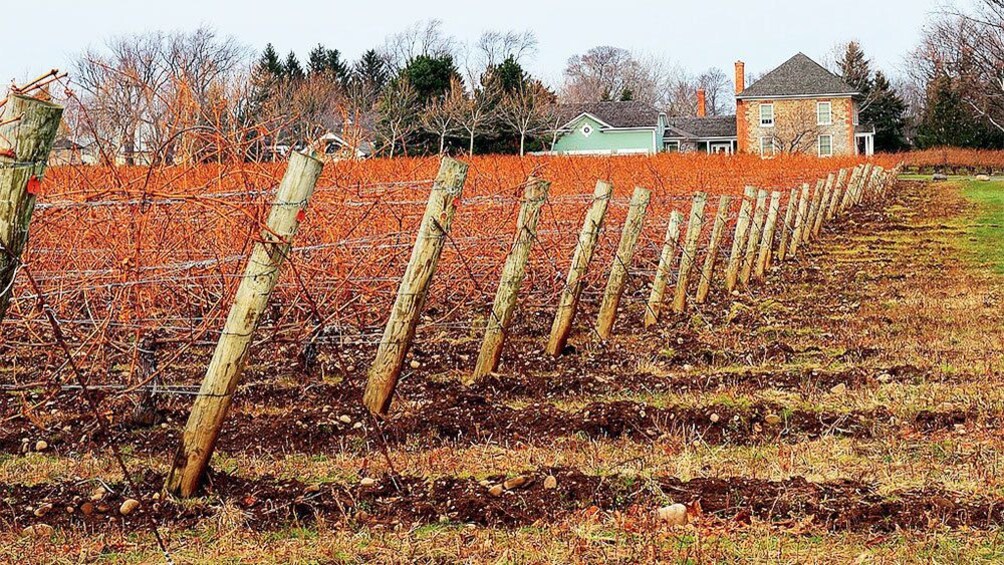 Dormant vineyards in Niagara Falls, Ontario