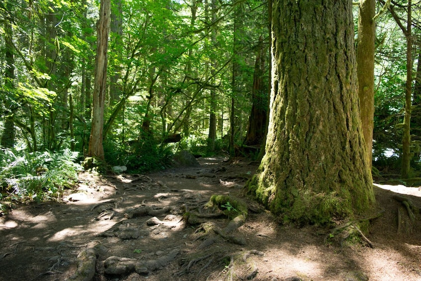 Mount Rainier National Park Self-Guided Driving Tour