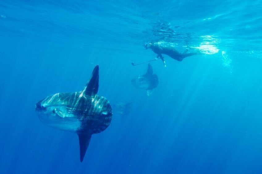 Open Ocean Snorkeling with Mola Mola's