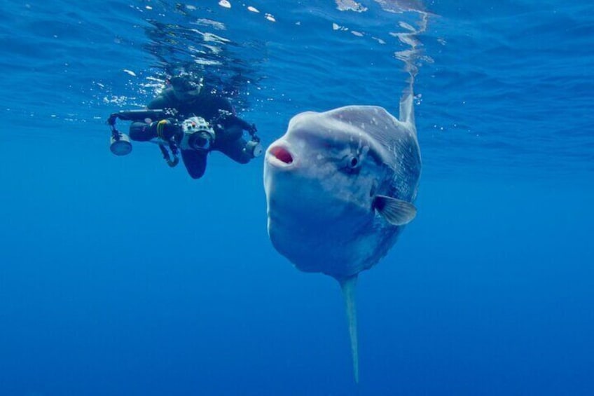 Fantastic encounter with a Mola Mola (Sun Fish)