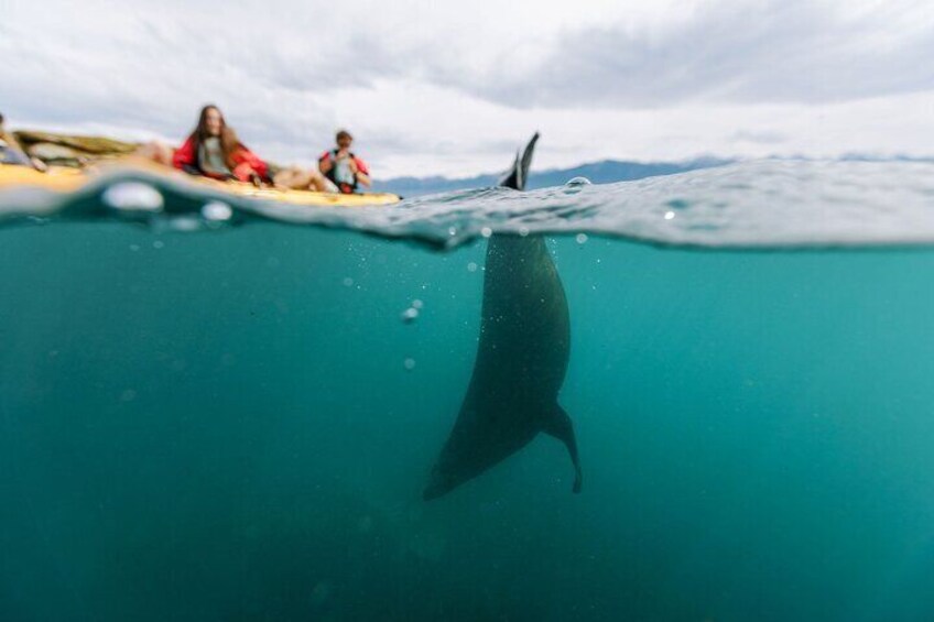 Sunset Kayak tour in Kaikoura