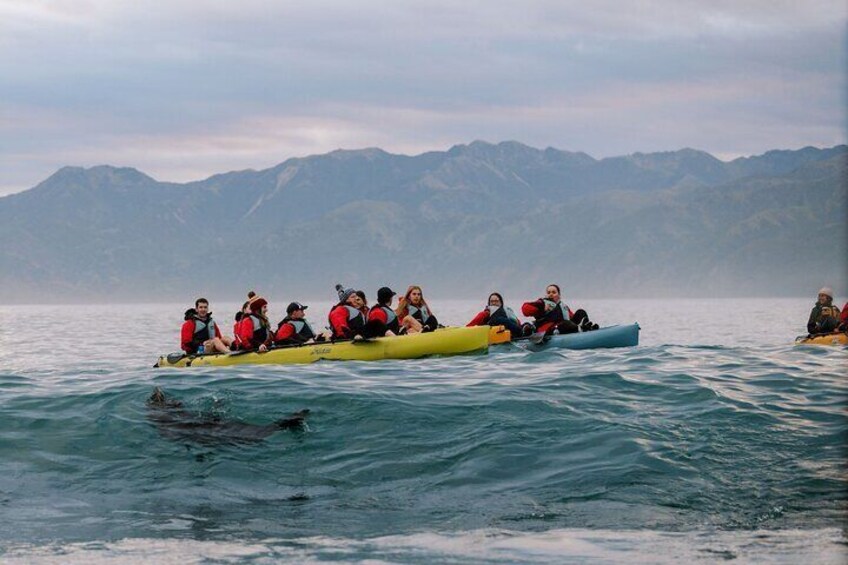 Sunset Kayak tour in Kaikoura