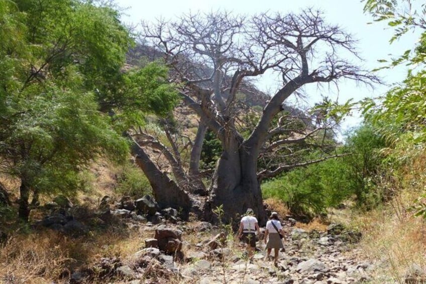 3-Hour Nature Tour in Cape Verde