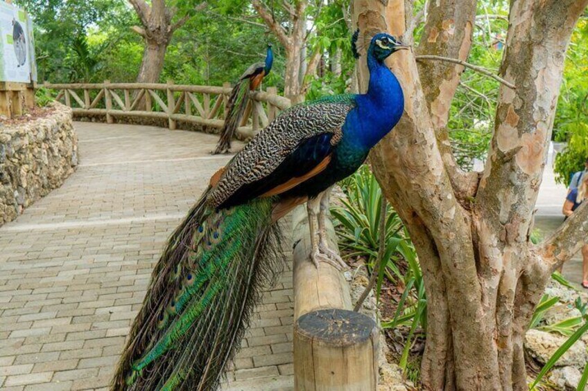 Full Day Tour to the Playa Blanca National Aviary and Plankton