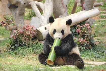 5 Day Natural Panda Paradise Tour in Chengdu