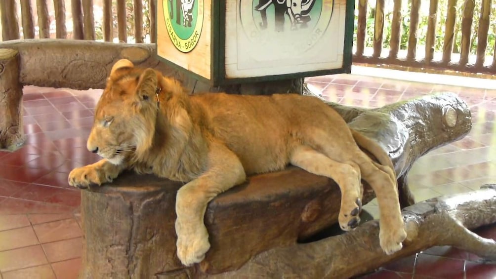 Day Trip to Puncak Safari Park Tour with Lunch & Insurance