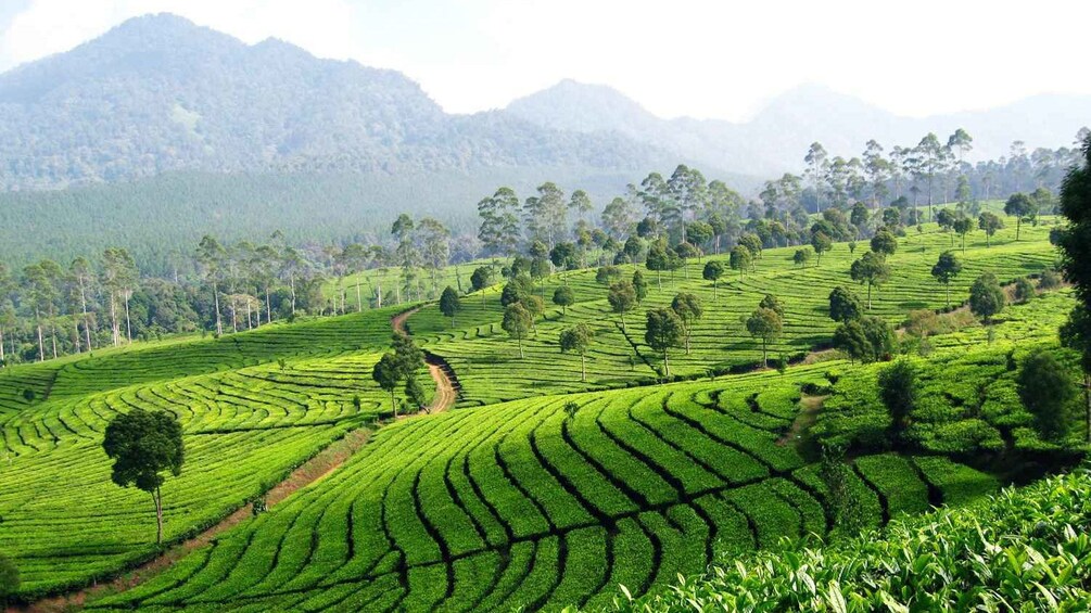 View of plantations in Punchak Highlands in Indonesia