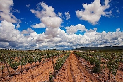 Full Day Private Requena Wineries Premium Tastings